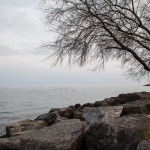 Lakeside Trees | 1/60 sec at f11.0 - ISO 100 - VC Off