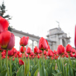 Princes Tulips | 1/800 sec at f2.8 - ISO 400 - VC Off