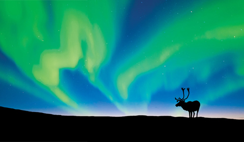 Arctic Aurora & Autumn Caribou by Wayne Lynch