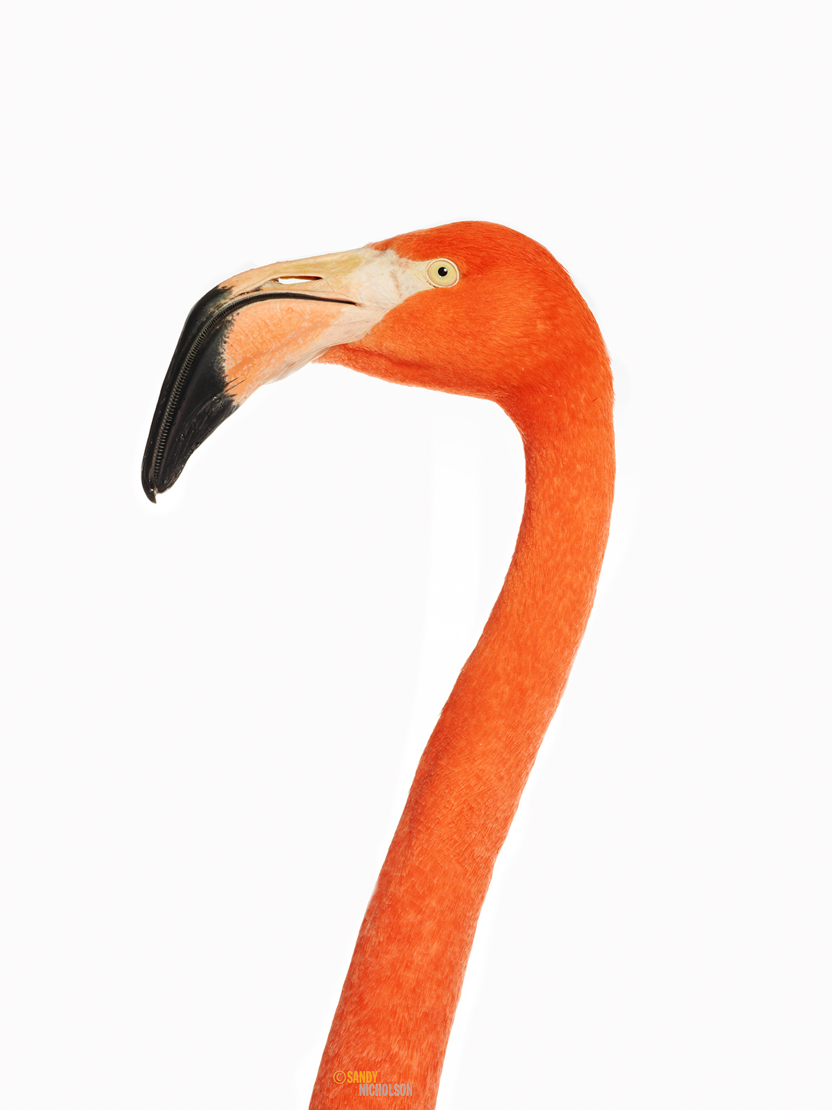 121217_ZOO_Flamingo- 161