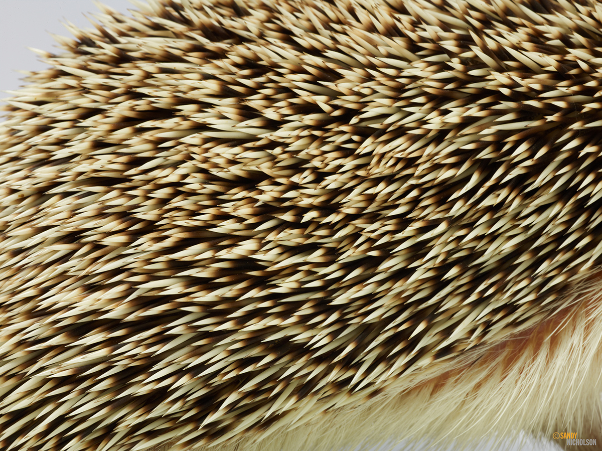 121217_ZOO_Hedgehog-2382