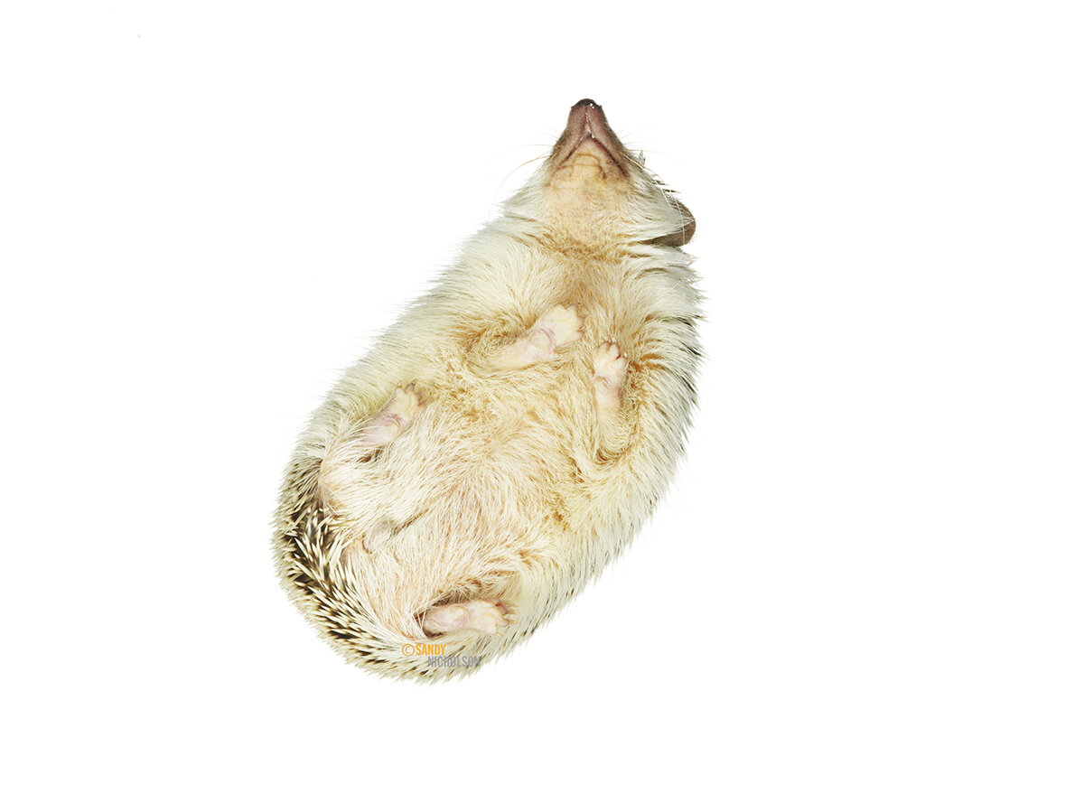 121217_ZOO_Hedgehog- 4