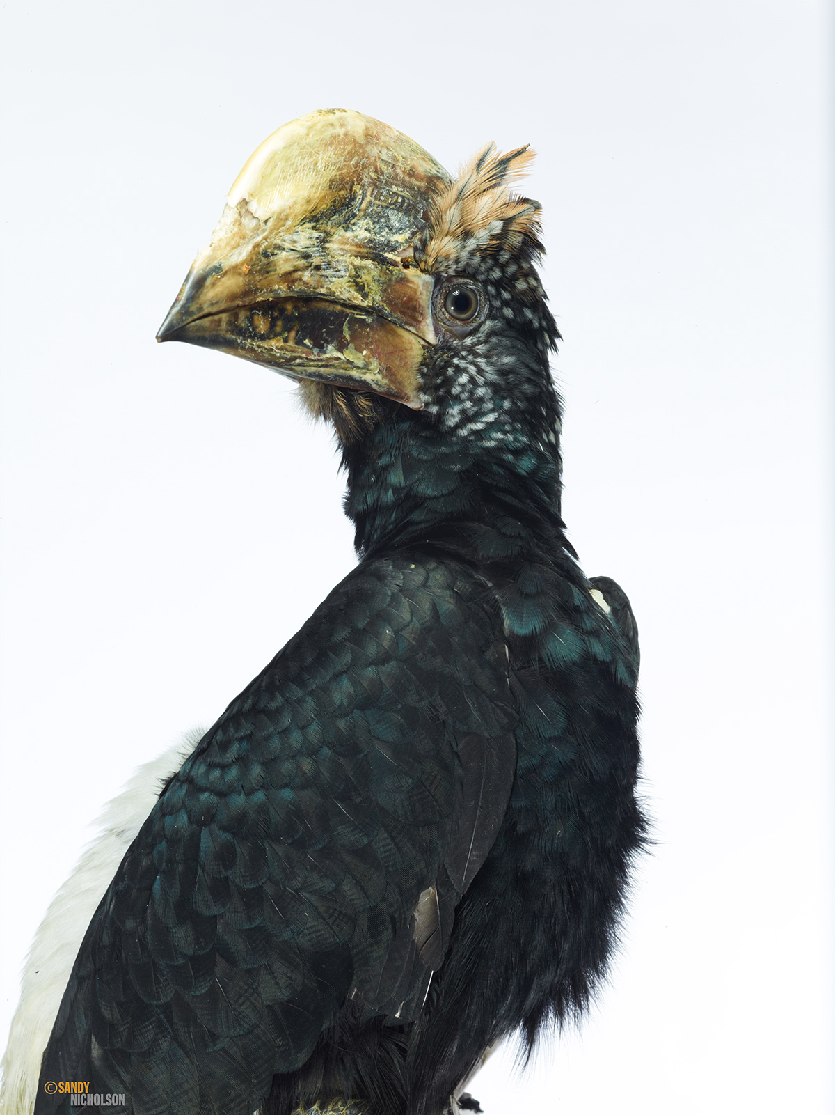 121217_ZOO_Hornbill- 117