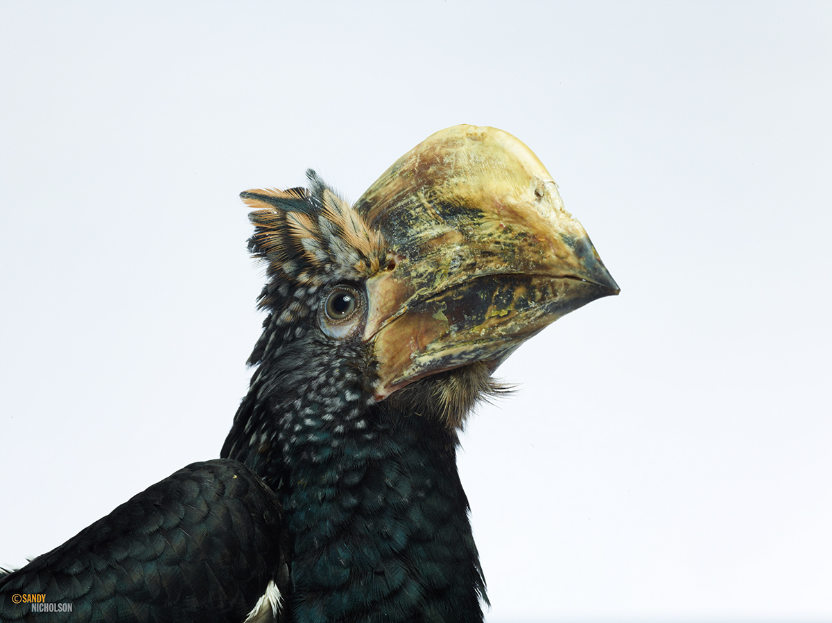 121217_ZOO_Hornbill- 80