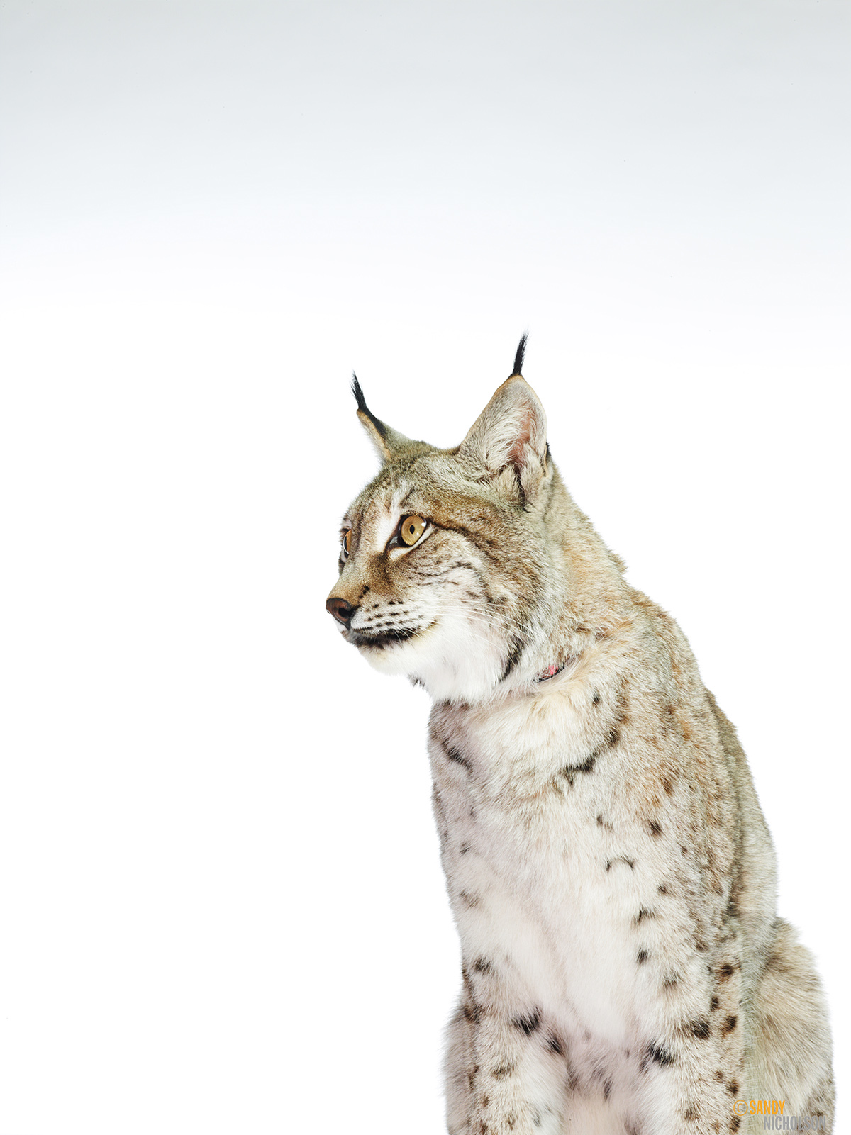 121217_ZOO_Lynx-1956