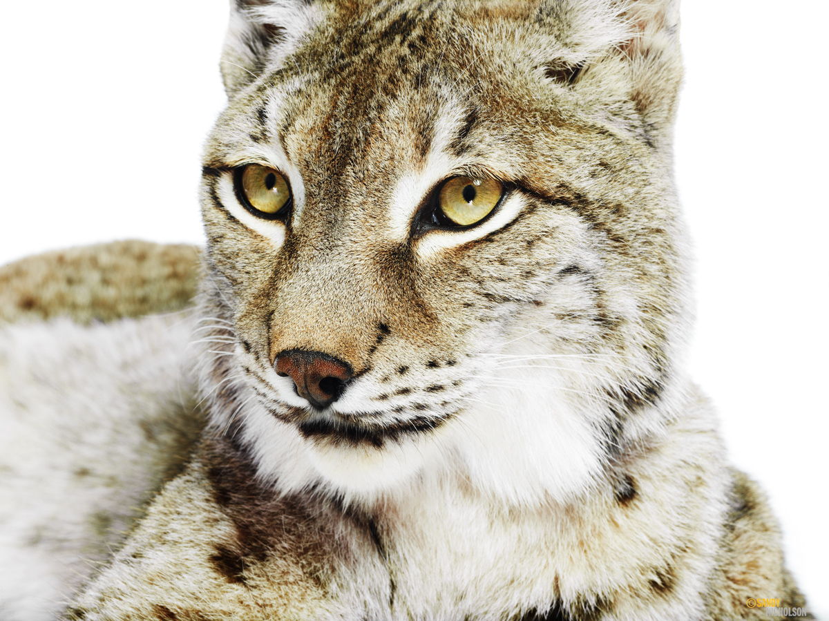 121217_ZOO_Lynx-2041