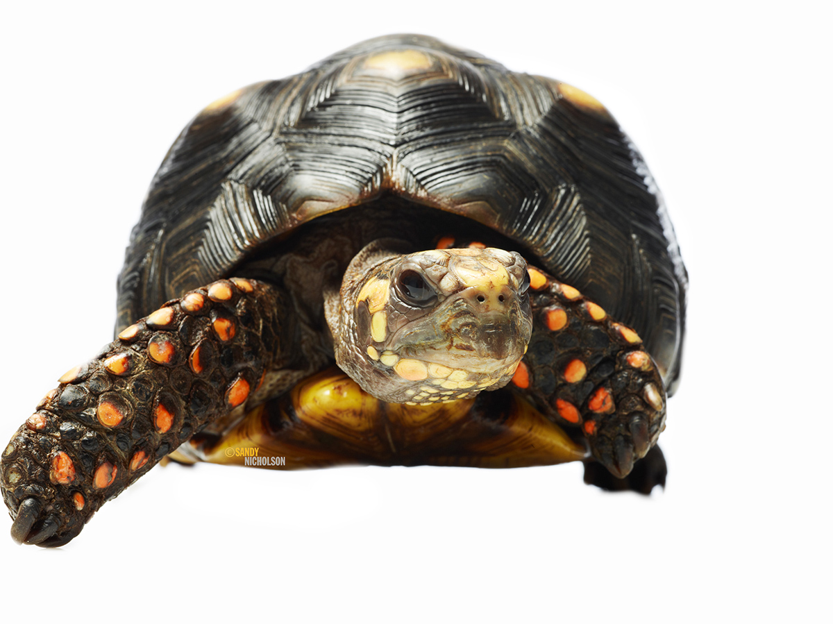 121217_ZOO_Tortise-2245