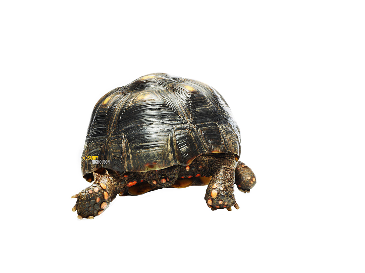 121217_ZOO_Tortise-2256