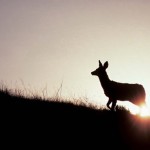 Alberta Badlands Layers of Time Female Mule Deer