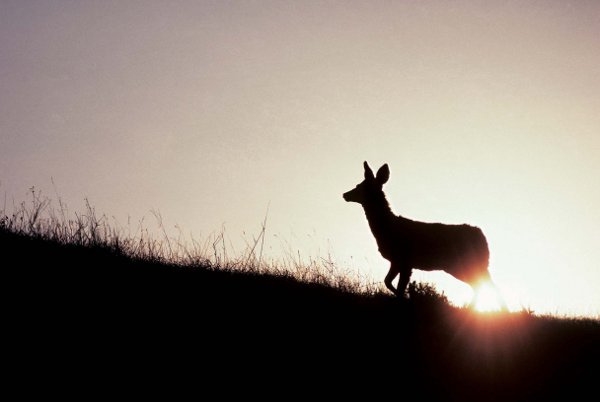 Alberta Badlands Layers of Time Female Mule Deer