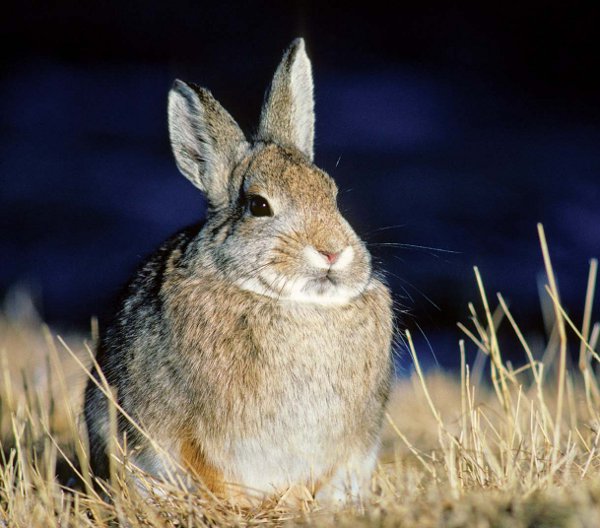 Alberta Badlands Layers of Time Nuttall's Cottontail Rabbit