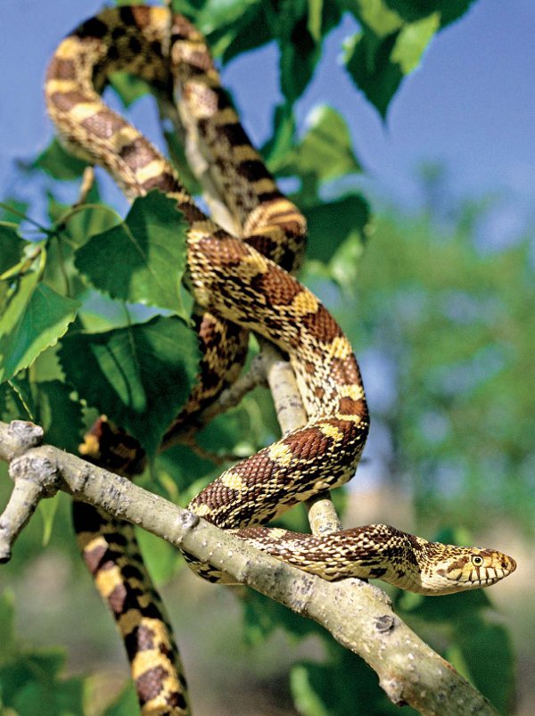 Alberta Badlands Layers of time Bullsnake Climbing a Cottonwood Tree