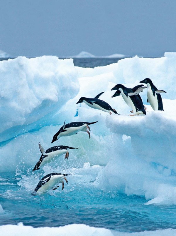 Antarctica Crystal Desert Penguins Diving off Ice