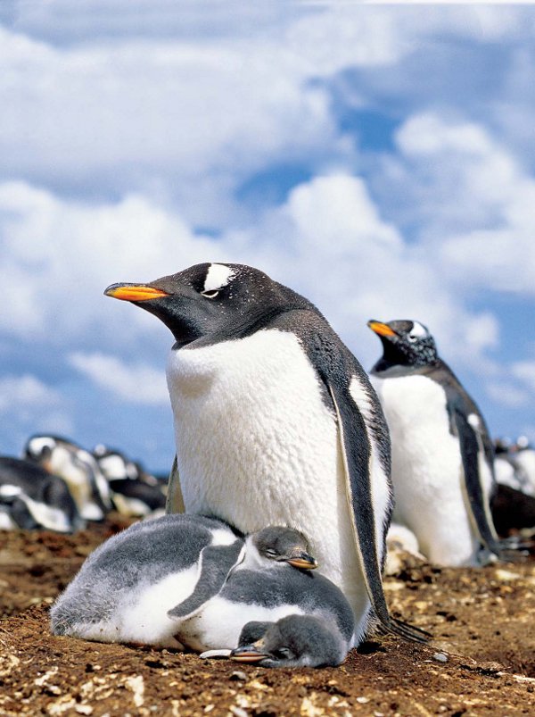 Antarctica Crystal Desert Penguins