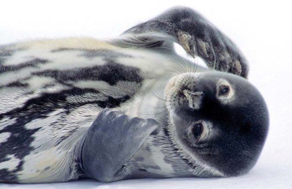 Antarctica Crystal Desert Sea Lion