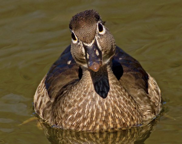 Wood Duck shot with Tamron SP 70-300mm F/4-5.6 Di VC USD