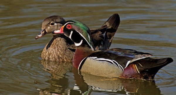 Wood Ducks shot with Tamron SP 70-300mm F/4-5.6 Di VC USD