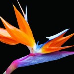 Bird of Paradise Crane Flower Pregrad Gutic Mississauga Centennial Park Conservatory