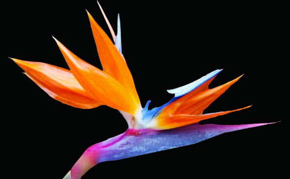 Bird of Paradise Crane Flower Pregrad Gutic Mississauga Centennial Park Conservatory