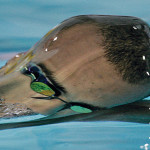 Keeping an Eye on the Action Gregory Arkhurst Swimmer