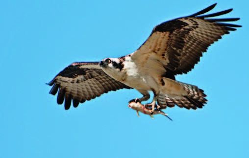 Osprey with Breakfast Karen von Knolboch Kitchener Ontario