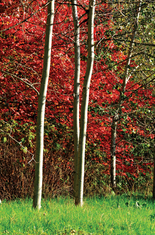 PHOTONews Autumn Flickr Contest Colour Juxtaposition of Green Harris Hui Van Dusen Garden Vancouver