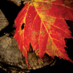 PHOTONews Autumn Flickr Contest Iconic Maple Leaf Monica de Moss Dalhousie New Brunswick