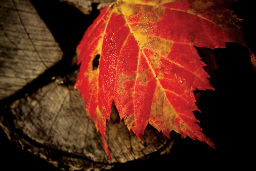 PHOTONews Autumn Flickr Contest Iconic Maple Leaf Monica de Moss Dalhousie New Brunswick
