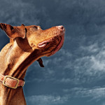 PHOTONews Reader's Gallery Flickr Blaze Hungarian Vizsla Barna Tanko Calgary Alberta