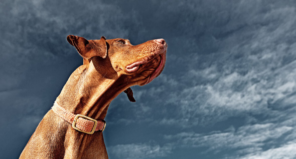 PHOTONews Reader's Gallery Flickr Blaze Hungarian Vizsla Barna Tanko Calgary Alberta