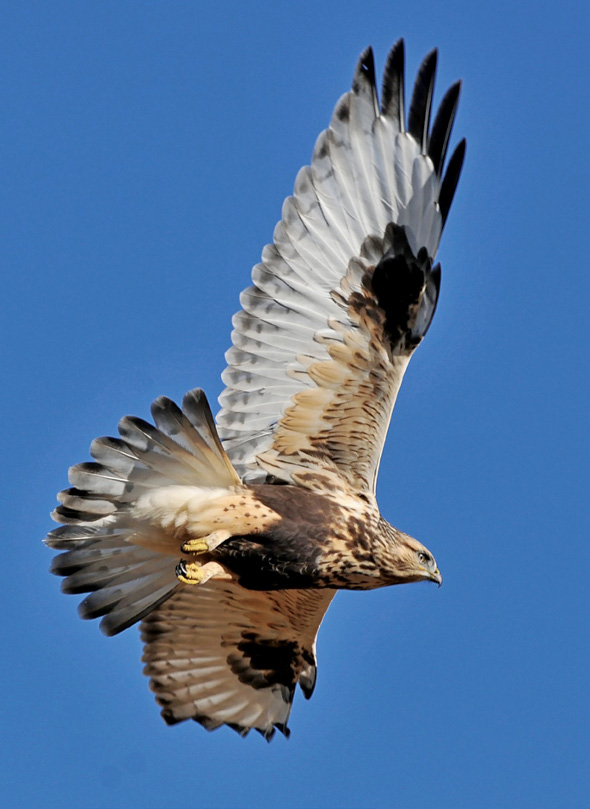 PHOTONews Reader's Gallery Spring 2011 Rough-Legged Hawk in Flight Ron Kube Calgary Alberta