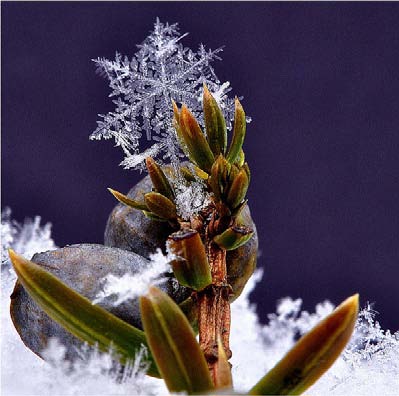 PHOTONews Reader's Gallery Spring 2011 Snowflake on a Juniper Linda Witteveen Monetville Ontario