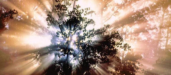 Photo Copyright Darwin Wiggett - Sunlight Through the Trees