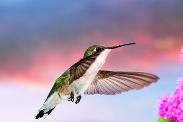 Photo Copyright Michel Roy - Hummingbird 1