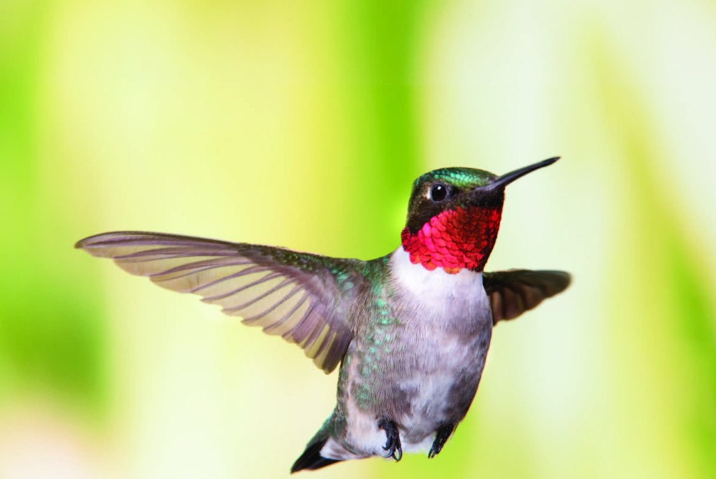 Photo Copyright Michel Roy - Hummingbird 2