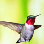 Photo Copyright Michel Roy - Hummingbird 2