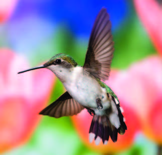 Photo Copyright Michel Roy - Hummingbird 3