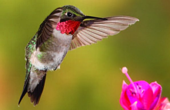 Photo Copyright Michel Roy - Hummingbird 4