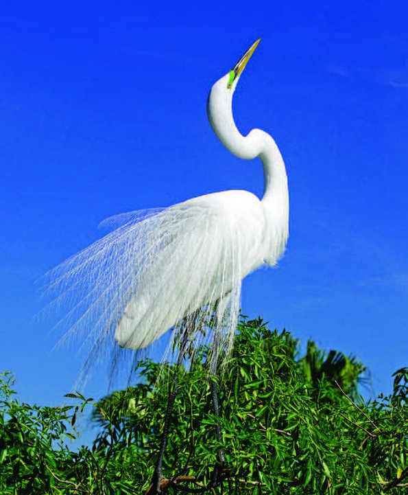 Photo Copyright Wayne Lynch - Photo Destinations Florida Great Egret