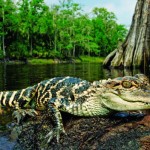 Photo Copyright Wayne Lynch - Photo Destinations Florida Juvenile American Alligator