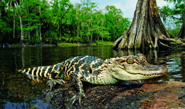 Photo Copyright Wayne Lynch - Photo Destinations Florida Juvenile American Alligator