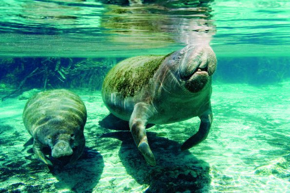 Photo Copyright Wayne Lynch - Photo Destinations Florida Manatee Pair