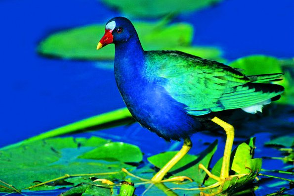 Photo Copyright Wayne Lynch - Photo Destinations Florida Purple Gallinule