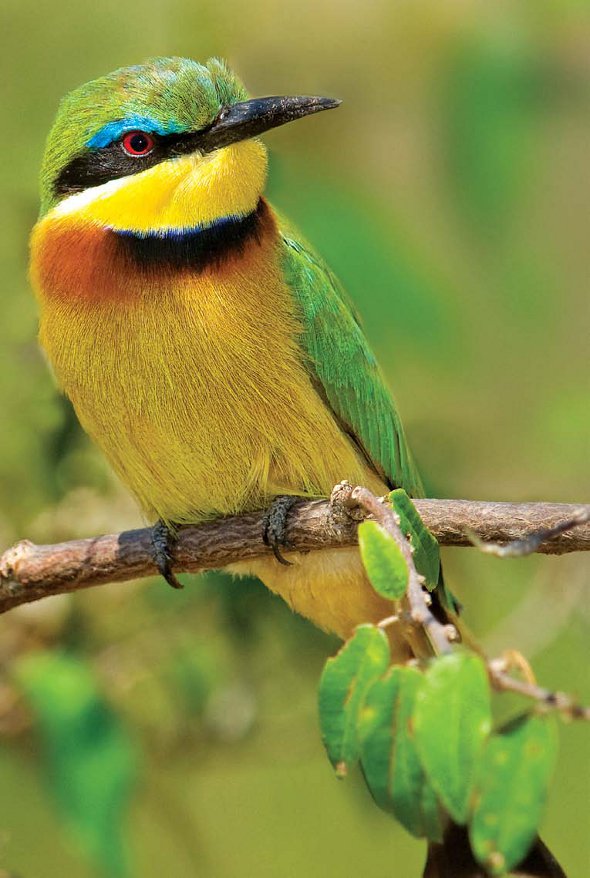 Serengeti East Africa Bird