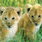 Serengeti East Africa Cheetah Cubs