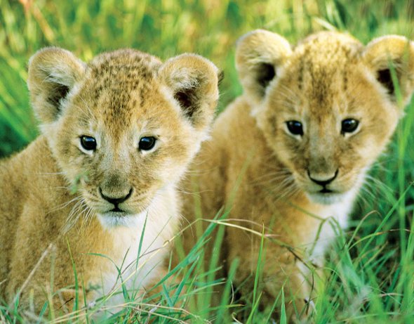 Serengeti East Africa Cheetah Cubs