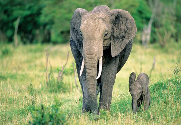 Serengeti East Africa Elephant