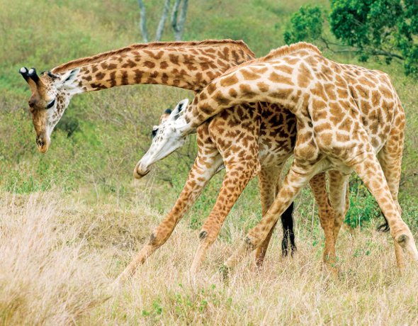 Serengeti East Africa Giraffes Fighting