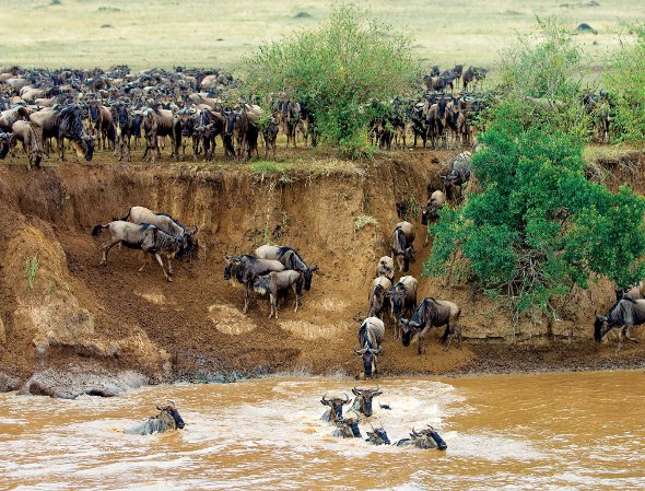 Serengeti East Africa Wildebeest River Crossing