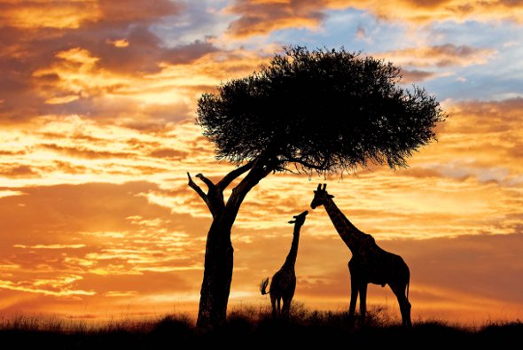 Serengeti Giraffes East Africa